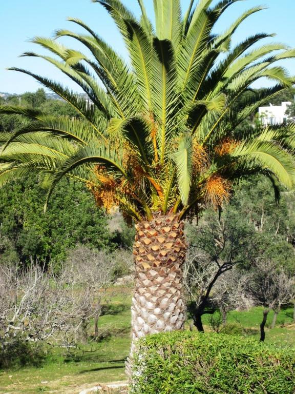 מלון לואה Quinta Mimosa חדר תמונה