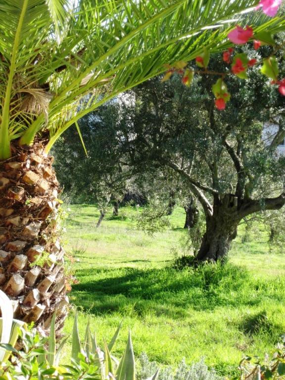 מלון לואה Quinta Mimosa חדר תמונה