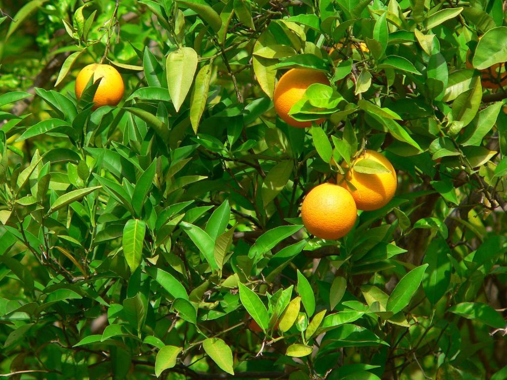 מלון לואה Quinta Mimosa חדר תמונה